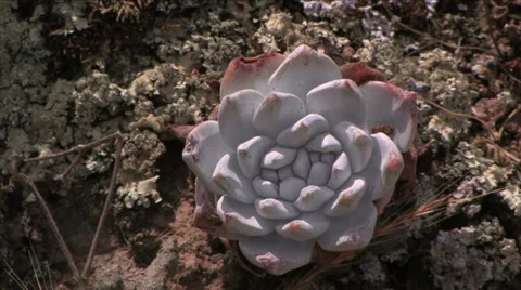 Base of Live Forever or Dudleya on Santa Rosa Island 스톡 동영상 38317482