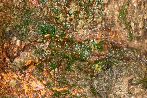 The base of the mango tree after rain Foto stock