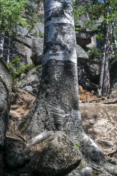 The base of a massive birch tree growing on stones. Stock Photos