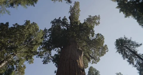 Base of a Massive Sequoia Tree Stock Footage 97752055