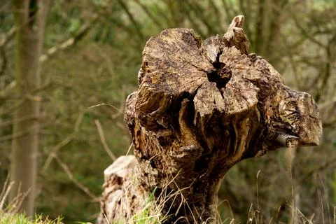 The Base of an Old Chopped Down Tree Stock Photos
