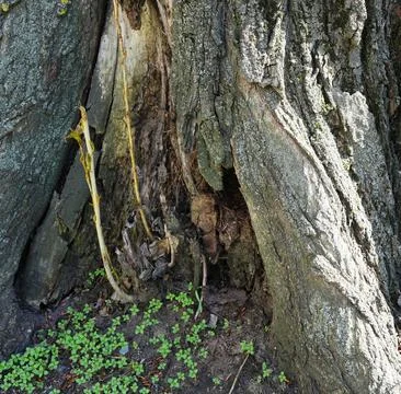 Base of an old poplar tree with a hollow and young green sprouts. Stock Photos