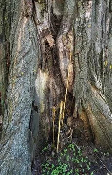 Base of an old poplar tree with a hollow and young green sprouts. Stock Photos