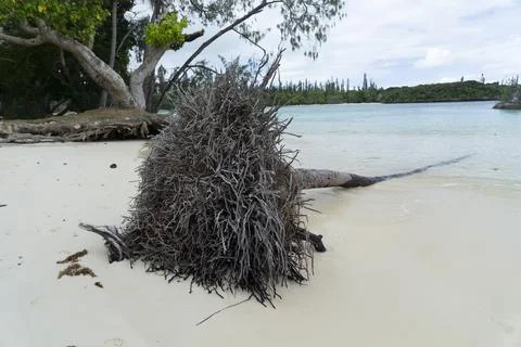 Base of Palm Tree Roots Stock Photos
