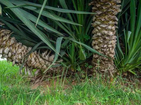 The base of a palm tree trunk. Plants in the south. Palm tree planting. Stock Photos