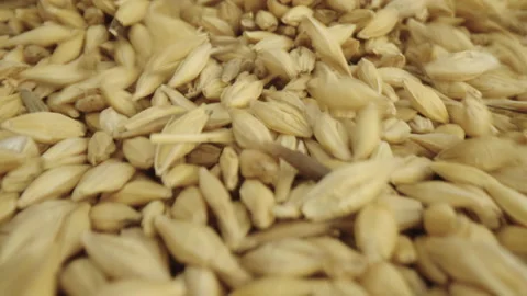 Base Product: Barley Stock Footage 233888801