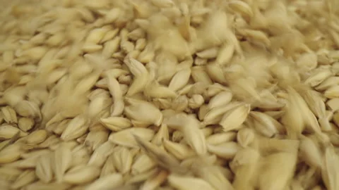 Base Product: Barley Stock Footage 233889487