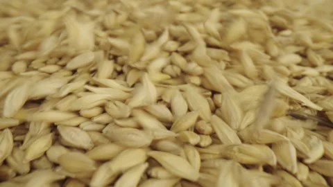 Base Product: Barley Stock Footage 233889863