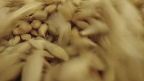 Base Product: Barley Stock Footage 233889947