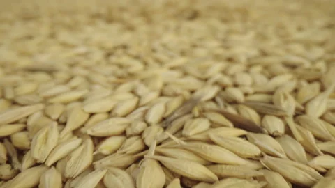 Base Product: Barley Stock Footage 233890638