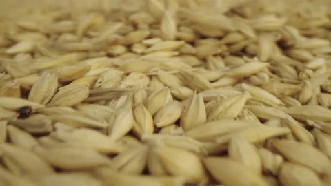 Base Product: Barley Stock Footage 233890669