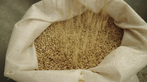 Base Product: Barley Stock Footage 233892055