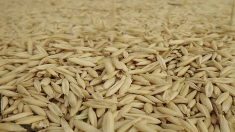 Base Product: Оats Stock Footage 233892260