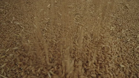 Base Product: Wheat Stock Footage 236102995