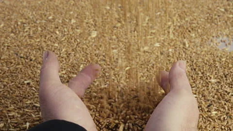 Base Product: Wheat Stock Footage 236102998