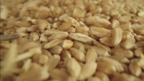 Base Product: Wheat Stock Footage 236103104