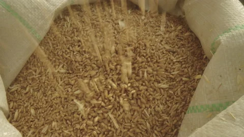 Base Product: Wheat Stock Footage 236118383