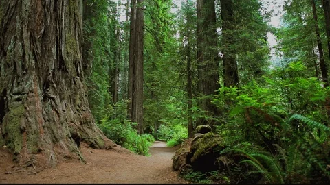 Base Redwood Path Stock Footage 105447640