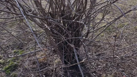 The base of the shrub with bare branches in early spring. Leafless branch Stock Footage 331835488