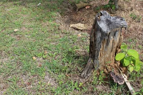 The base of a small felled tree trunk, neglected on the hillside. Foto stock