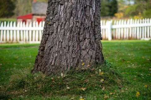 Base of a textured tree trunk with green grass swirl in idyllic lawn. Stock Photos
