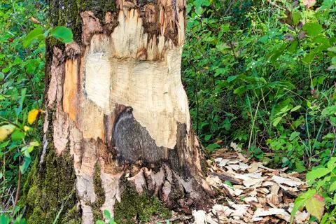The base of tree being chewed by a beaver Stock Photos