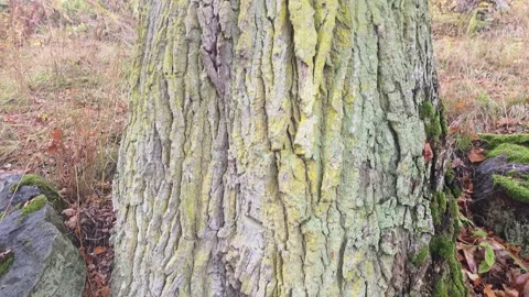 Base Of A Tree Growing Over Rocks Covered In Autumn Leaves Stock Footage 348869827