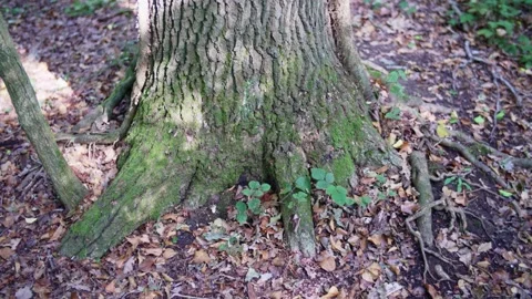 Base of tree trunk covered in moss with roots spreading in the forest floor Video stock 233222219