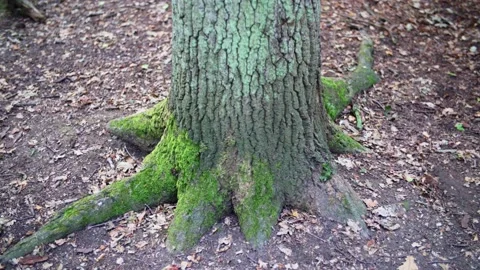 Base of tree trunk covered in moss with roots spreading in the forest floor Stock Footage 233222228