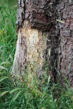 Base of tree trunk damaged by machinery in a park Foto stock