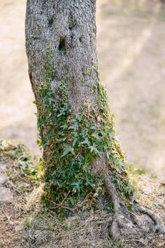 The base of a tree trunk on dry grass soil, entwined with ivy. Stock Photos