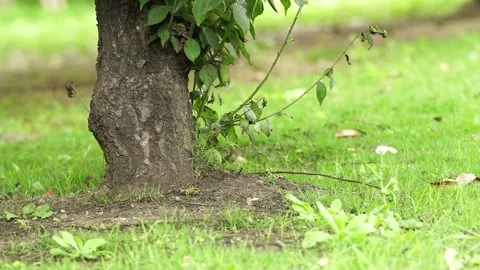 The Base of a tree trunk Stock-Footage 336649303