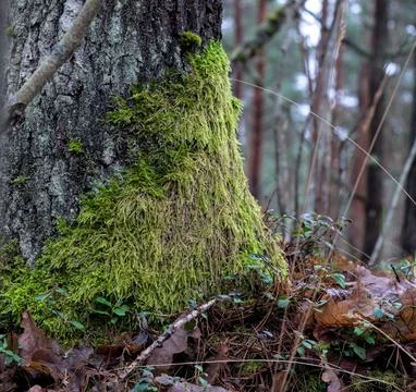 Base of a tree trunk, heavily covered in thick, vibrant green moss with brown fa Stock Photos