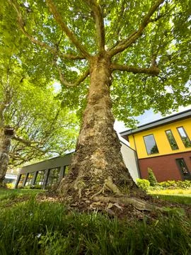 The base of the tree trunk Stock Photos