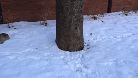 The Base of a Tree in Winter 스톡 동영상 127568552
