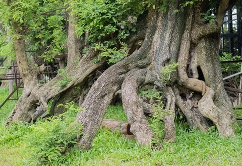 The base of tropical tree with large buttress roots in the big garden, park.. Stock Photos