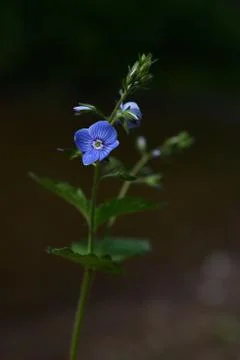 Base vervain Stock Photos
