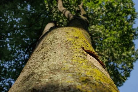 Base Up View of a Well Weather Tree Stock Photos