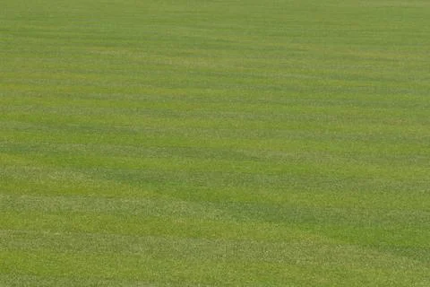 Baseball Field Grass Stock Photos
