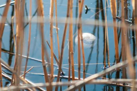Baseball floating below the surface Stock Photos