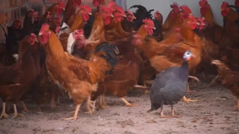 Based on the visual content of this image: Stock Footage 333576571