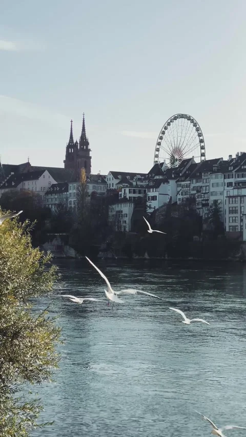 Basel city center with birds flying over Rhein river sunset, Switzerland Stock Footage 340881053