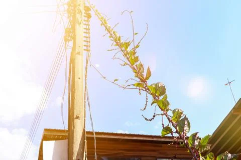 Basella rubra Stockfoto's