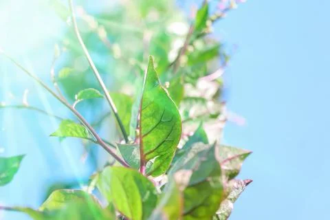 Basella rubra Stockfoto's