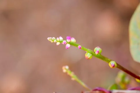 Basella rubra Stock Photos