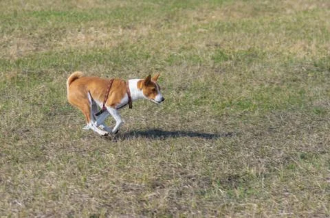 Basenji dog galloping in spring fields Foto stock