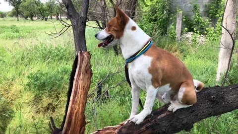 Basenji dog looking around while standing and moving on a tree branch 스톡 동영상 162114423