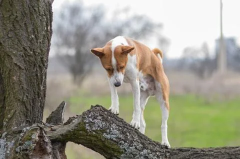 Basenji dog looking down while standing on a broken tree branch Foto stock