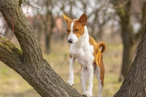 Basenji dog looking down while standing on a tree branch at spring season Stock Photos