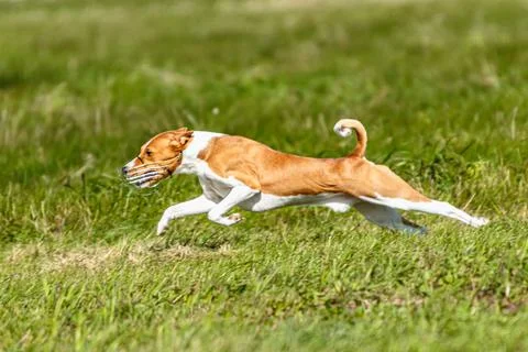 Basenji dog lure coursing competition on green field Stock Photos